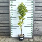 Hrab obyčajný (Carpinus betulus) ´FASTIGIATA´ - výška 70-90 cm, kont. C3L